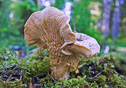 Cantharellus sub-albidus